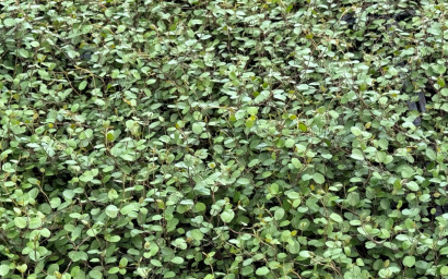 muehlenbeckia complexa